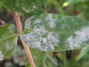 Powdery_Mildew_Outdoors1718